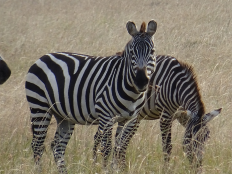 Kenia - Op vakantie in Kenia