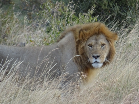 Kenia - Gespot in Kenia
