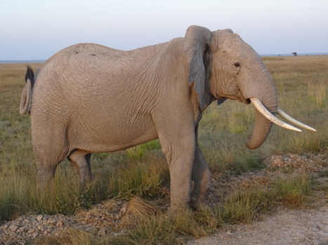 Kenia - Gespot in Kenia