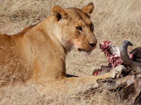 Kenia - Leeuw heeft honger