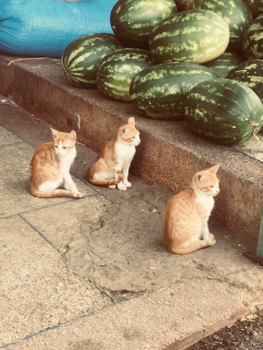 Marokko - De 3 musketiers