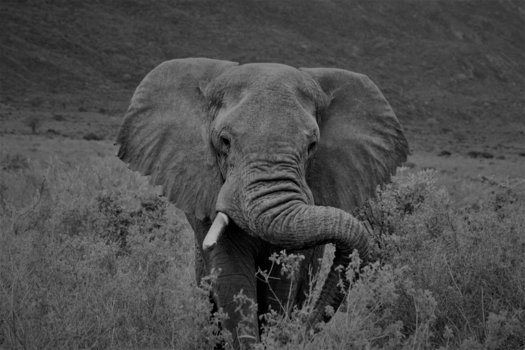 Tsavo West National Park - The power of nature!