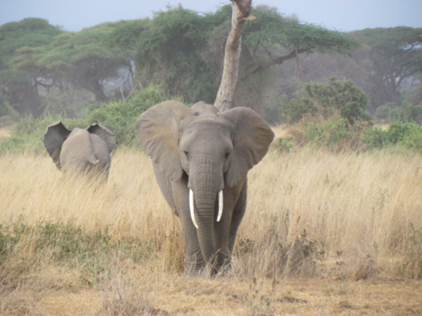 Kenia - Mirror mirror on the wall