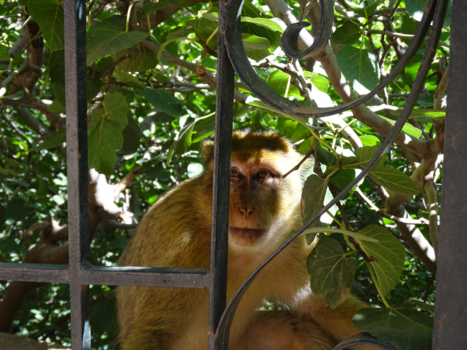 Cascades d'Ouzoud - Lieve aapjes bij de watervallen van Ouzoud