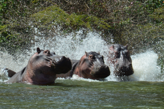 Kenia - Lekker afkoelen!