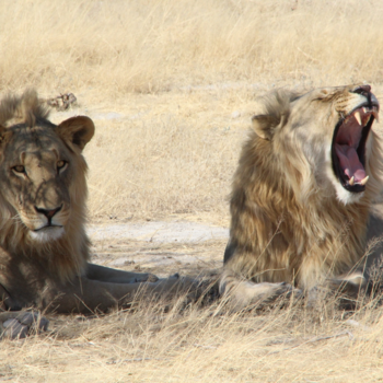 Namibië - Namibië wat ben je mooi!!!