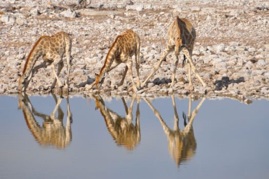 Etosha National Park - 3 of 6 dorstige giraffen?