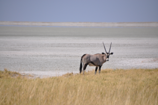 Etosha National Park