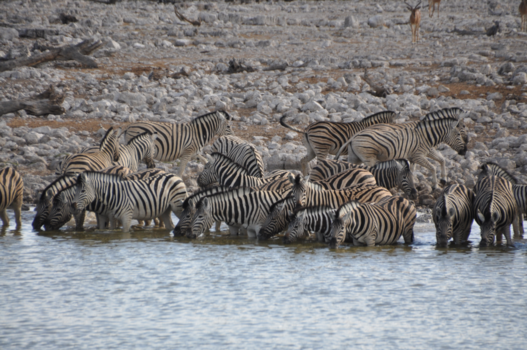 Etosha National Park