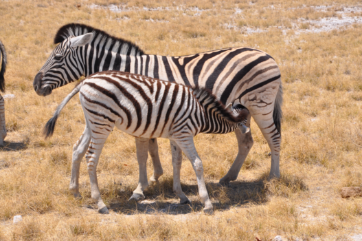 Etosha National Park