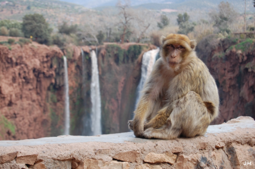Marokko - Aapje bij de Ouzoud waterval