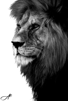 Tanzania - The king of the Jungle