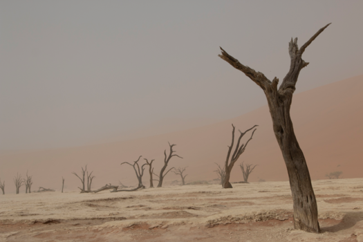 Sossusvlei - Zandstorm in dead vlei