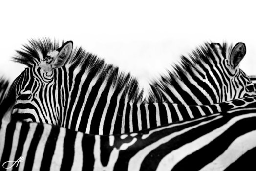 Tanzania - Zebra's