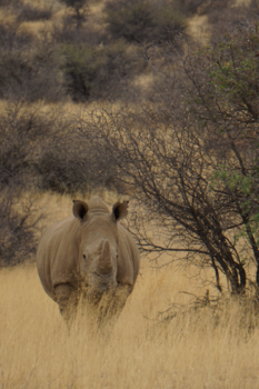 Namibië - Wachten tot de ooievaar langskomt!