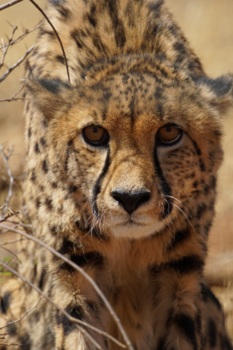 Namibië - Zien ze me of niet?