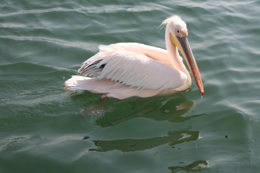 Camperroute Namibië in twee weken - Pelikanen, vlakbij..