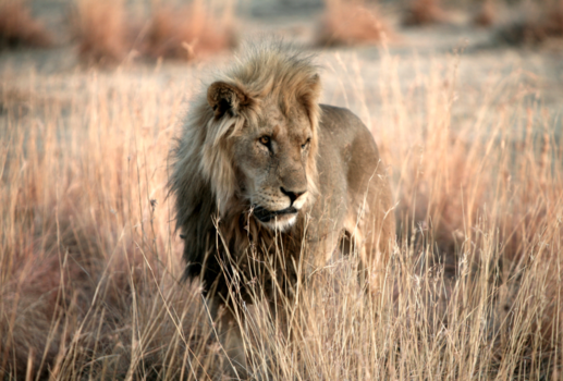 Camperroute Namibië in twee weken - De leeuw op korte afstand.