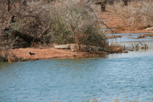 Camperroute Namibië in twee weken - Nee, geen boomstam daar aan de oever...