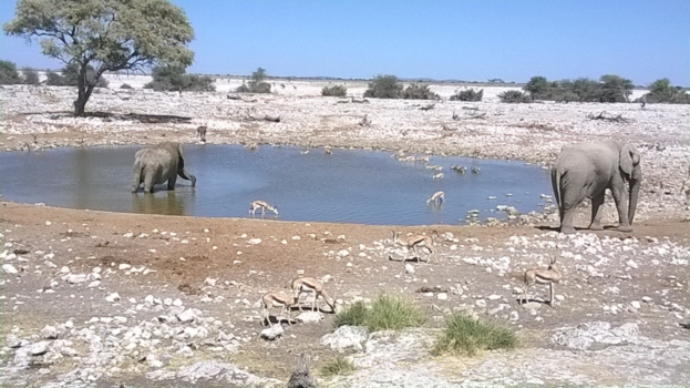 Camperroute Namibië in twee weken - Etosha