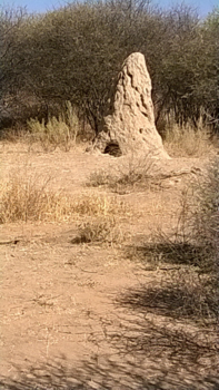 Camperroute Namibië in twee weken - Een van de vele termietenheuvels