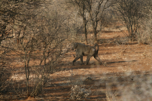 Camperroute Namibië in twee weken - Ja, ook apen kom je hier tegen