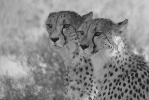 Namibië - Dubbelzien...