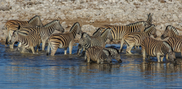 Etosha National Park - Drinken en verkoeling zoeken