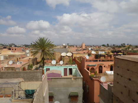 Marrakesh - Palm Tree Between