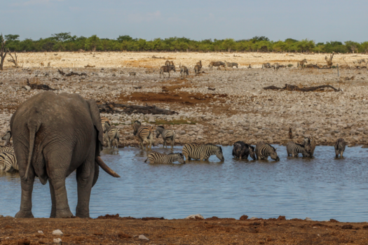 Etosha National Park - Een olifant bij de waterpoel van Okaukuejo