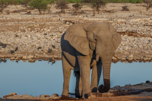 Etosha National Park - Recht voor mijn lens