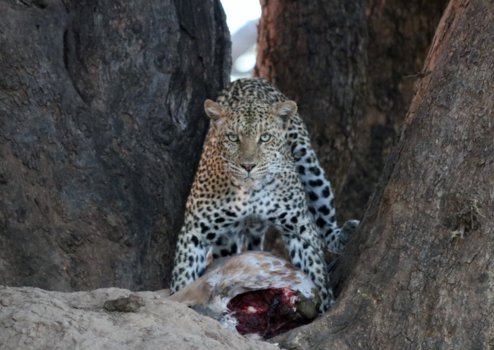 Botswana - Luipaard gespot tijdens avond game drive