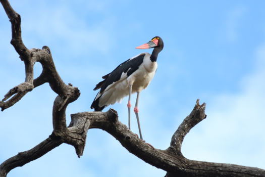 Botswana - zadelbek ooievaar