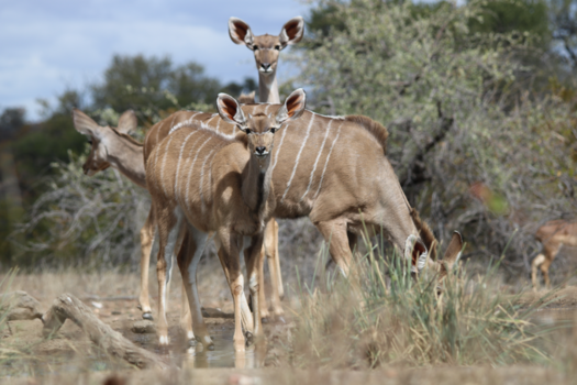 Botswana - Koedoes gespot bij drinkplaats