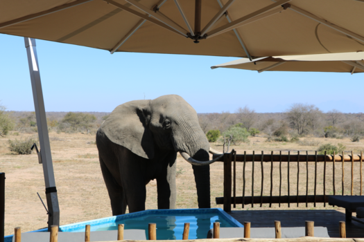 Botswana - olifant heeft dorst