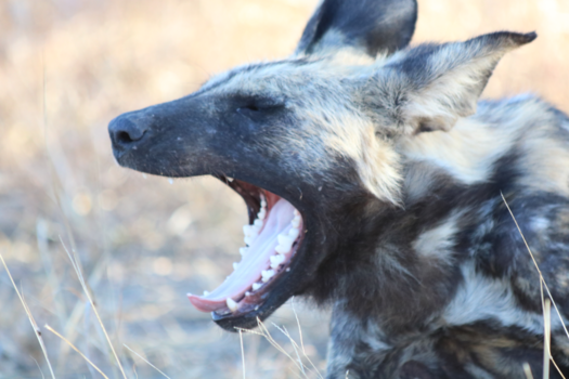 Botswana - wilde hond in ochtendlicht