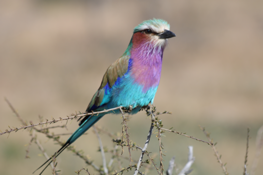 Botswana - scharrelaar