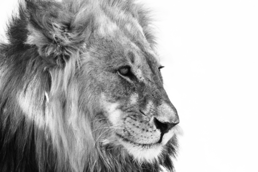 Etosha National Park - Leeuw in Etosha National Park, Namibie