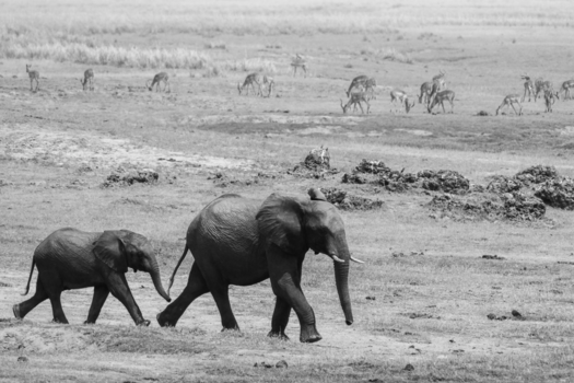 Etosha National Park - Olifanten in Etosha National Park