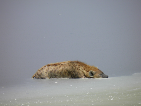 Kenia - Hyena tussen water en lucht.