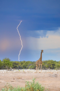 Etosha National Park - Struck by lightning