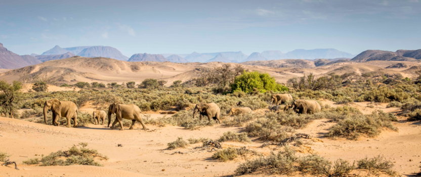 Namib-woestijn - Track of Desert adapted elephants