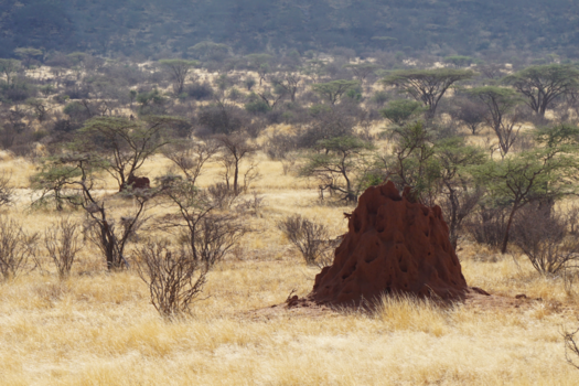 Diani beach - Termieten architectuur