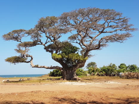 Gambia - De stille getuige van de Slavernij........