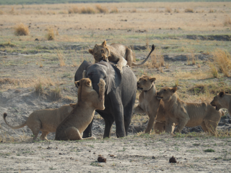 Botswana - Samenwerking kan dodelijk zijn