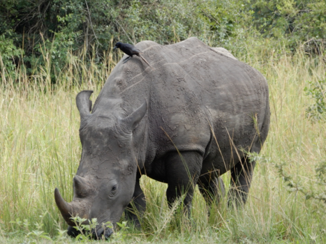 Oeganda - Rhino