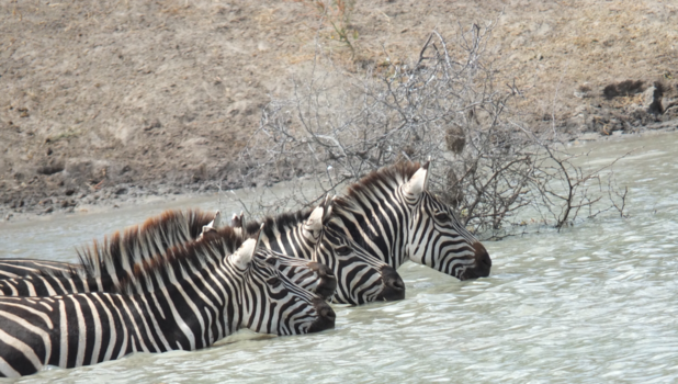 Tarangire National Park - Cooldown