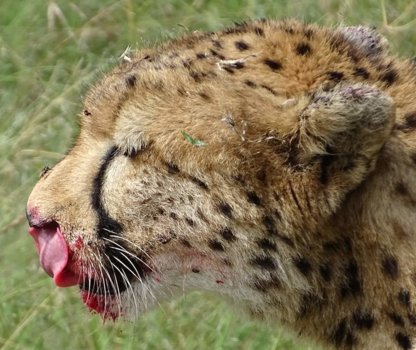 Amboseli National Park - Puur!