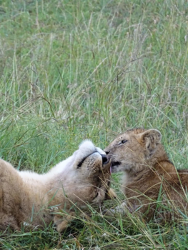 Kenia - Pure liefde