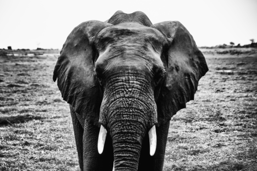 Chobe National Park - Elephant encounters on the Chobe riverfront